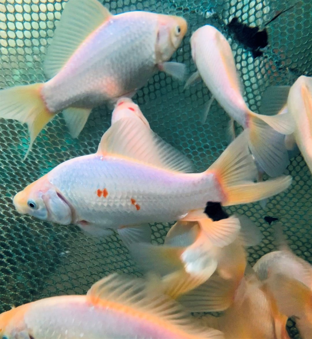 Beautiful view of Increasing Tank Size For Platinum Goldfish