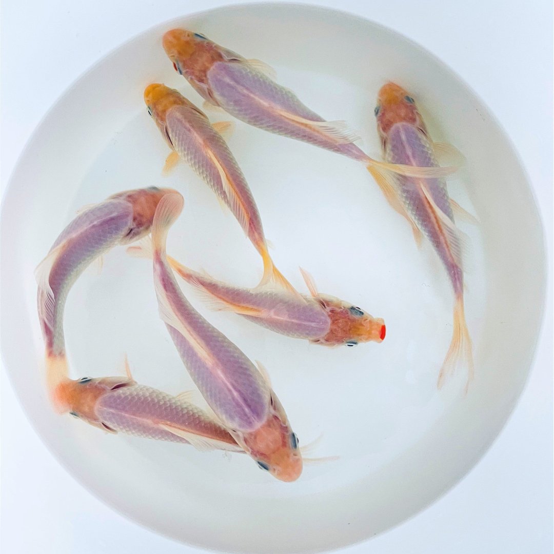TOLEDO GOLDFISH | White Common or Comet Goldfish for ponds