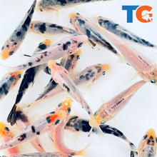 Load image into Gallery viewer, Toledo Goldfish Mystery White koi

