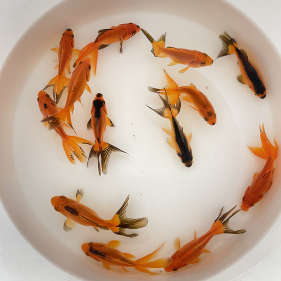 TOLEDO GOLDFISH | Red and Black fantail goldfish