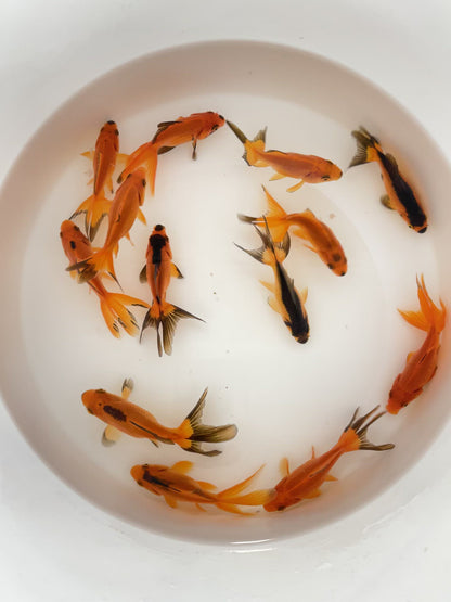 TOLEDO GOLDFISH | Red and Black fantail goldfish
