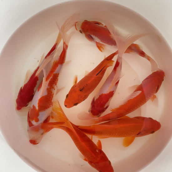 TOLEDO GOLDFISH | Sarassa & Comets