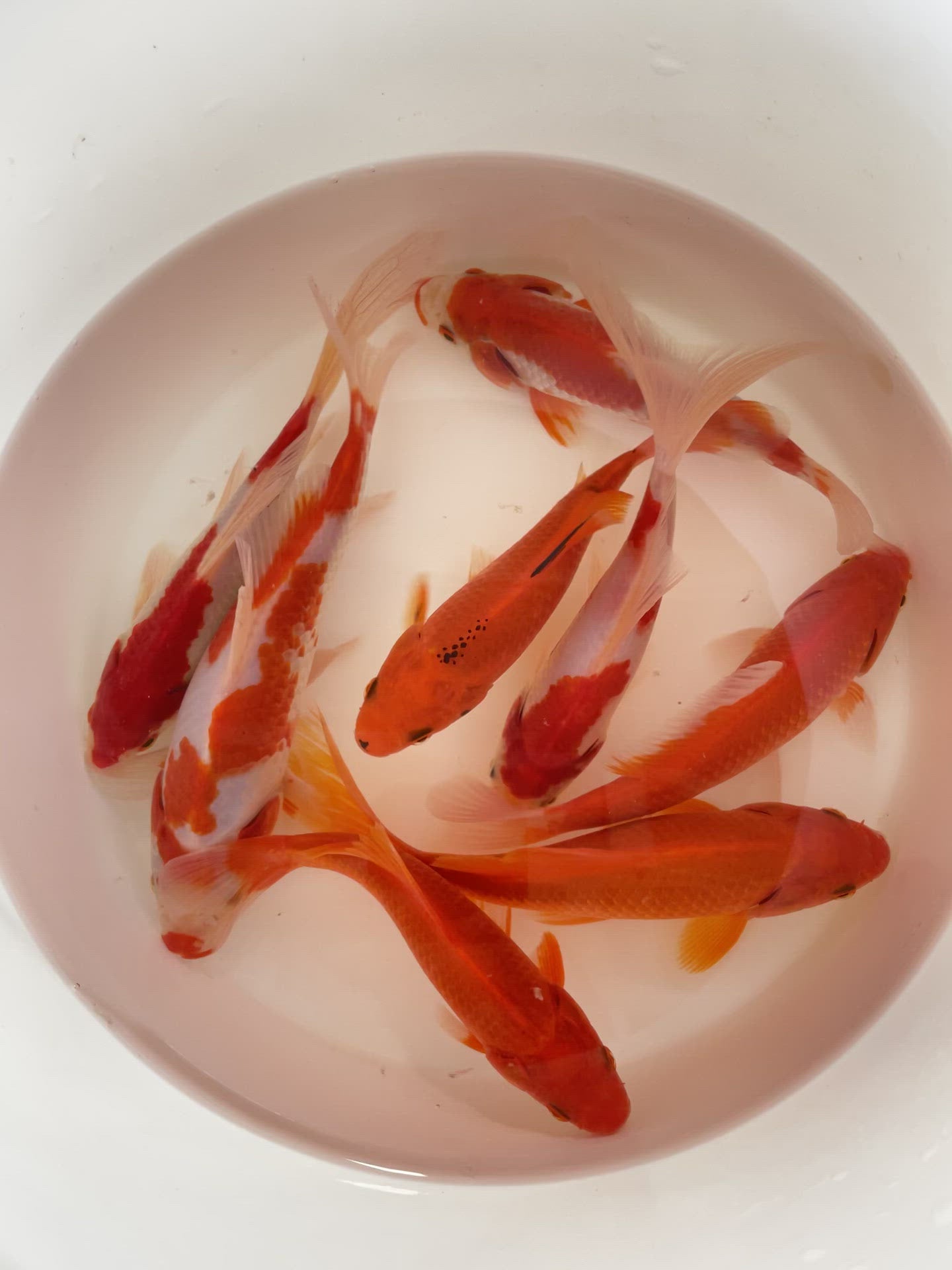 TOLEDO GOLDFISH | Sarassa & Comets