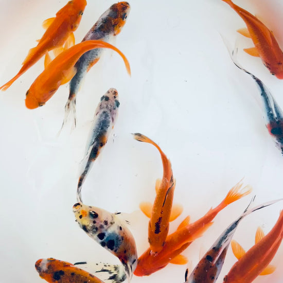 TOLEDO GOLDFISH | Shubunkin and Common goldfish 