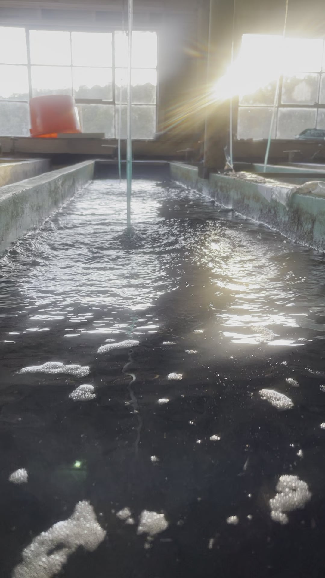 TOLEDO GOLDFISH | Fathead minnows