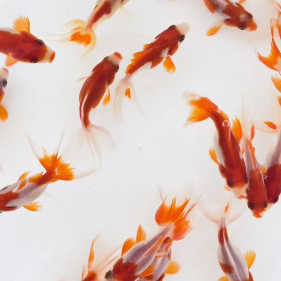 Toledo Goldfish sarasa fantail goldfish video