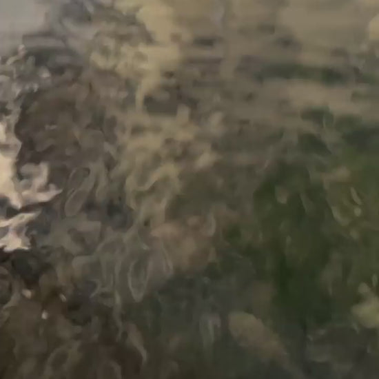 Toledo Goldfish tadpoles underwater video