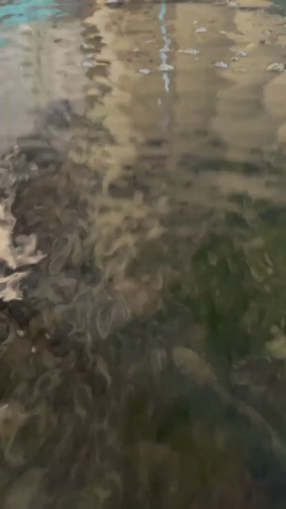 Toledo Goldfish tadpoles underwater video