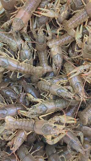TOLEDO GOLDFISH | Live crayfish