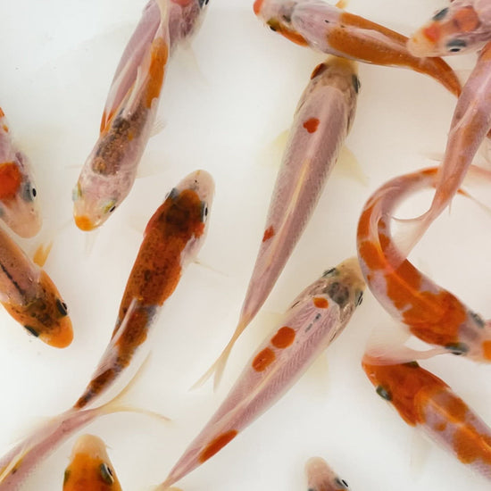 Toledo Goldfish Red & White Koi