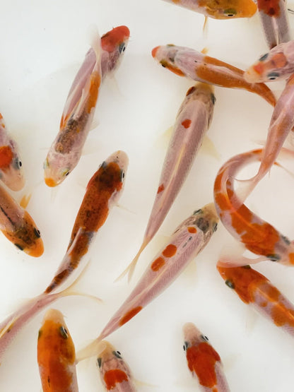 Toledo Goldfish Red & White Koi