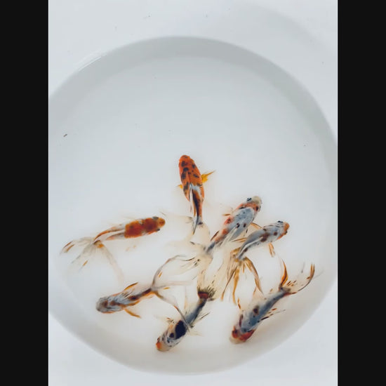 Toledo Goldfish Calico Fantail Goldfish