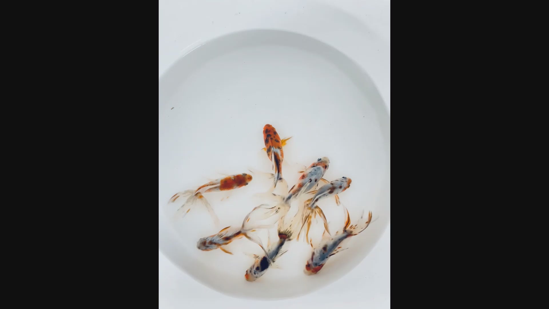 Toledo Goldfish Calico Fantail Goldfish