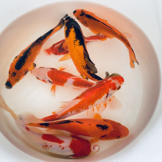 TOLEDO GOLDFISH | Sarasas & Red/Black