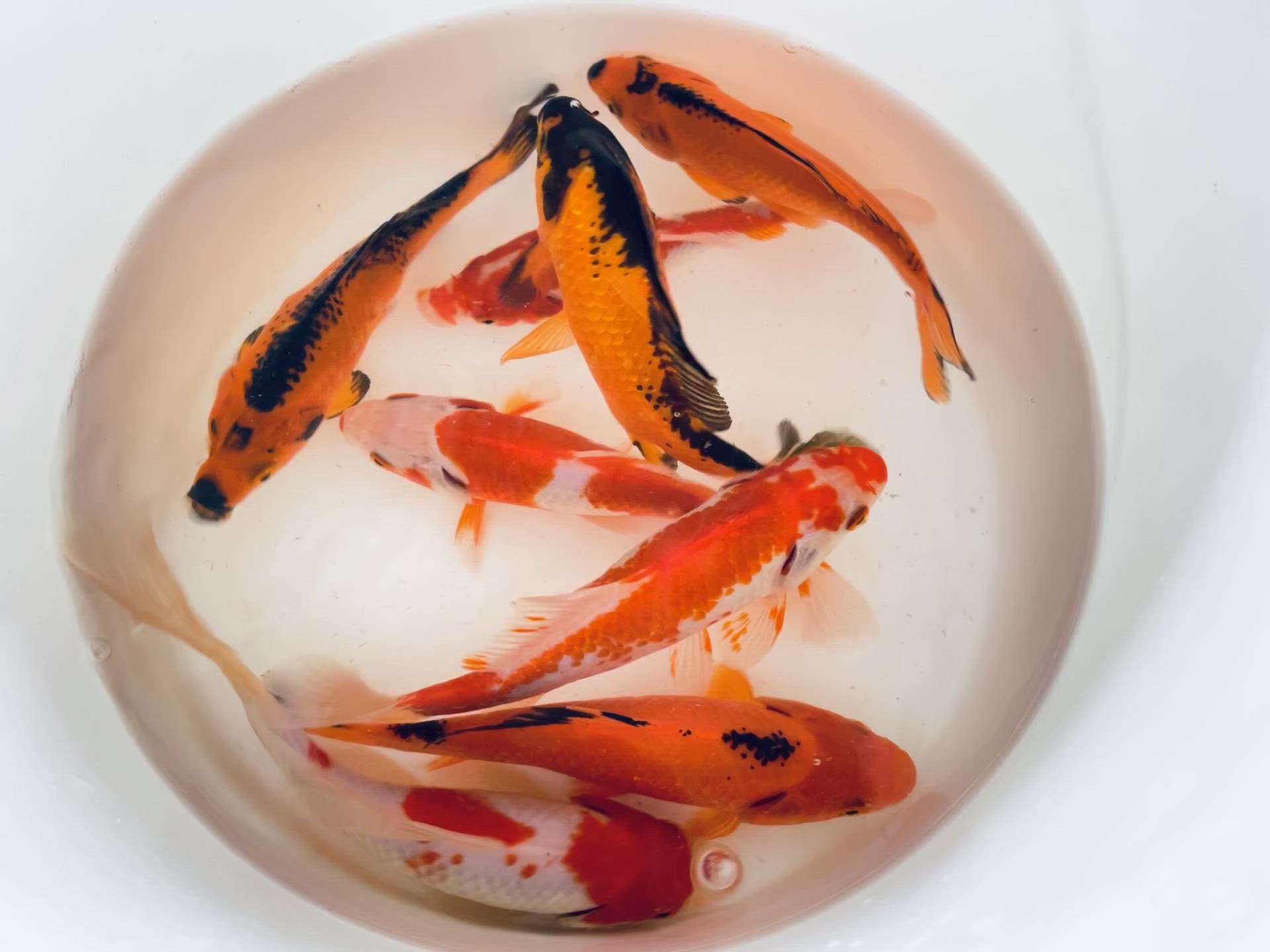 TOLEDO GOLDFISH | Sarasas & Red/Black