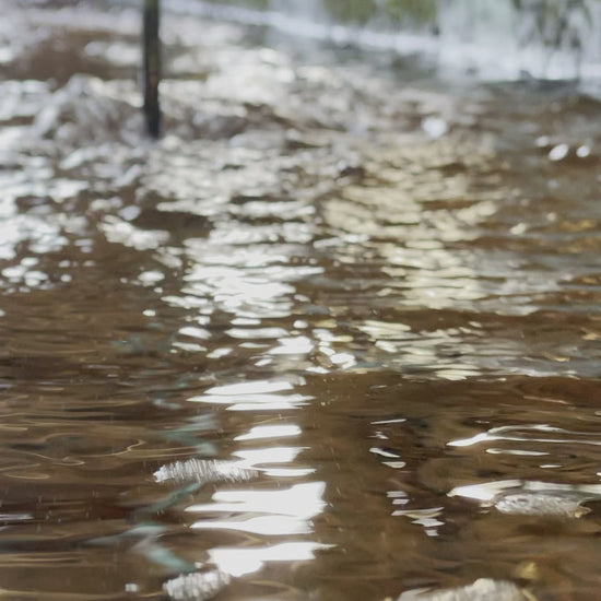 TOLEDO GOLDFISH | Rosie Red Minnows fathead minnows for pond stocking