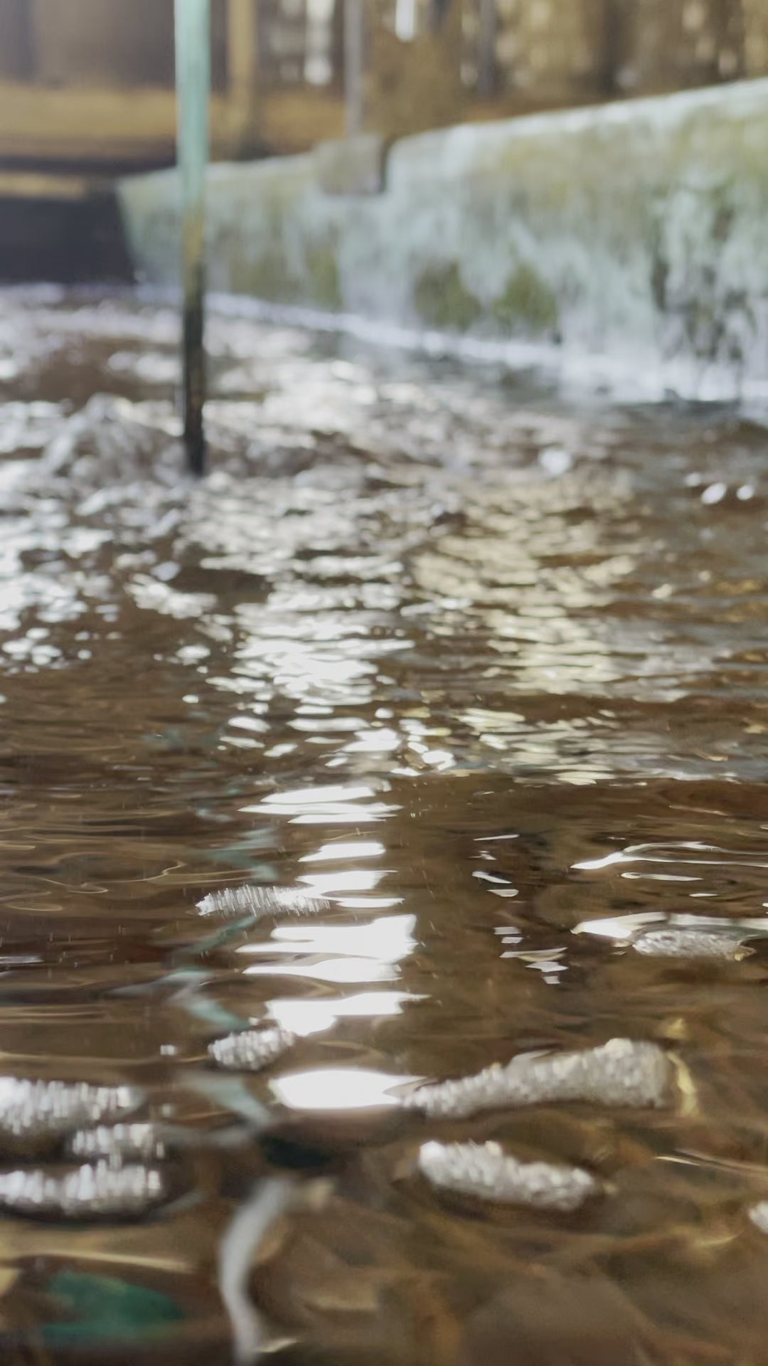 TOLEDO GOLDFISH | Rosie Red Minnows fathead minnows for pond stocking