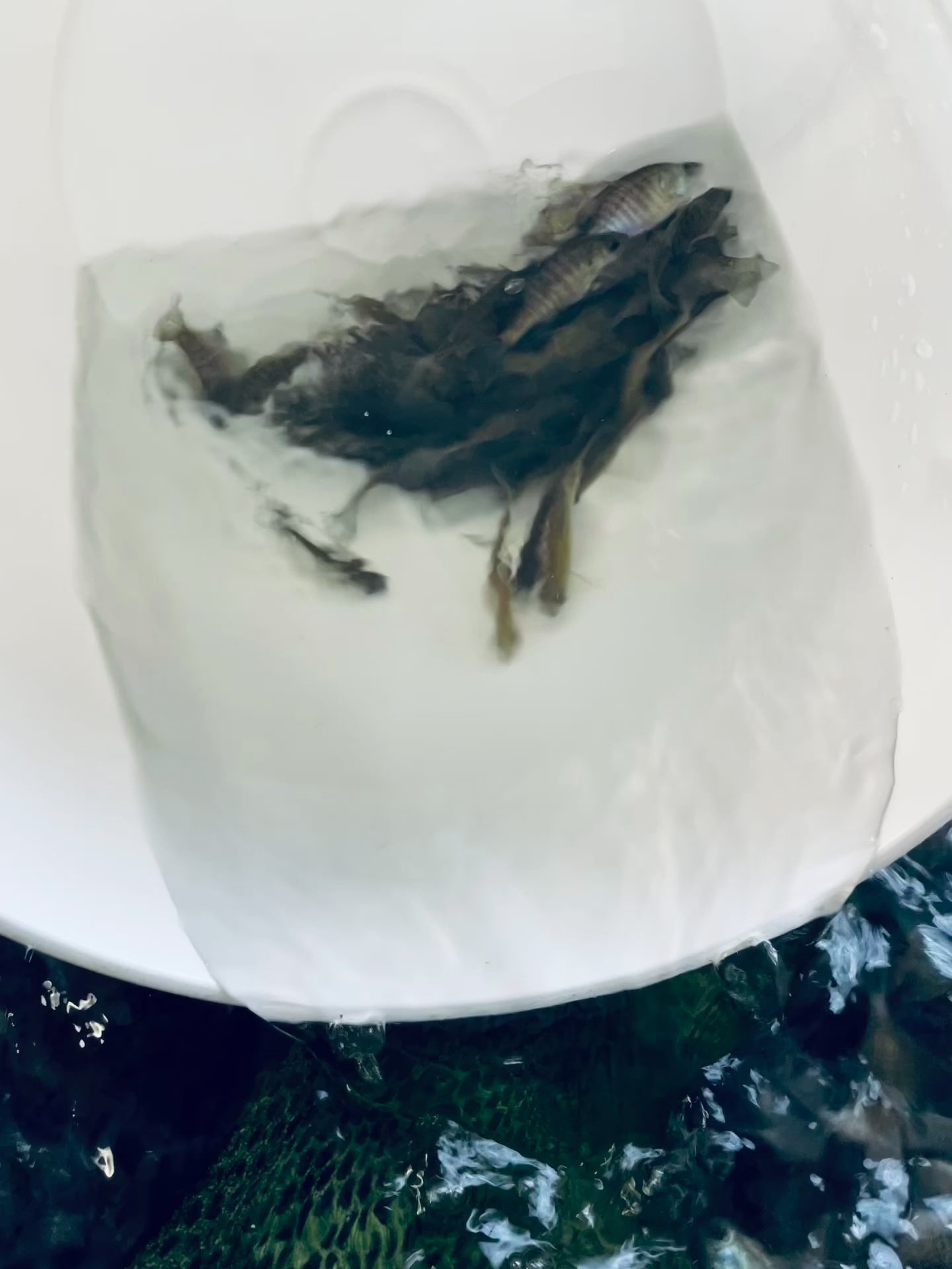 TOLEDO GOLDFISH | Live Bluegill for sale