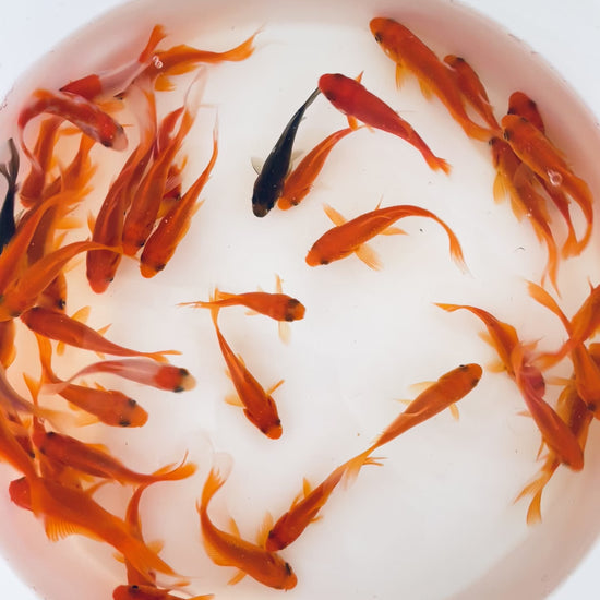 TOLEDO GOLDFISH | Common Goldfish video