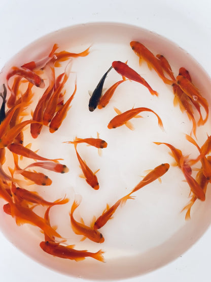 TOLEDO GOLDFISH | Common Goldfish video