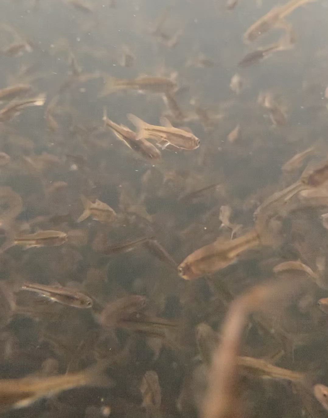 Toldo Goldfish fathead minnows