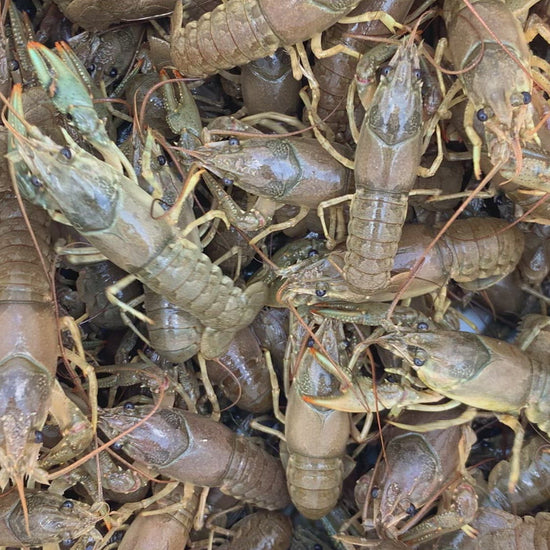 Toledo Goldfish Feeder Crayfish