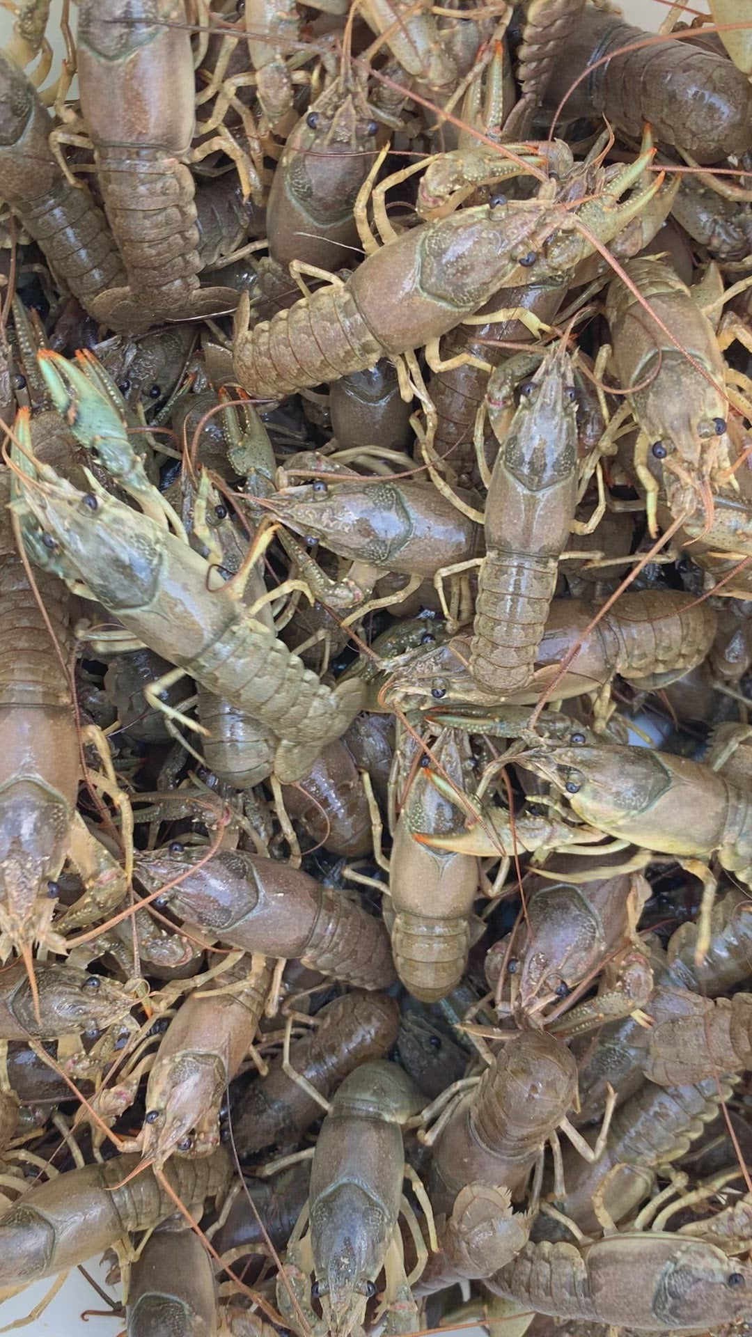 Toledo Goldfish Feeder Crayfish
