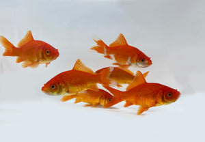 Live Comet Goldfish For Sale | Free Shipping | Live Arrival Guarantee