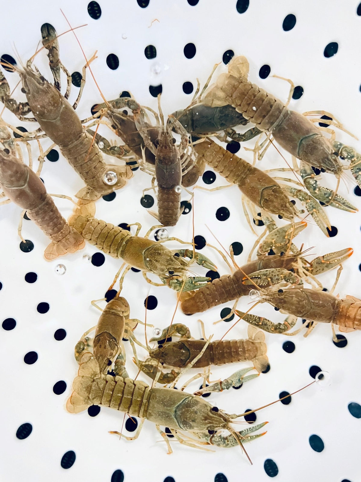 Crayfish For Sale – Buy Live Crayfish Online | Toledo Goldfish