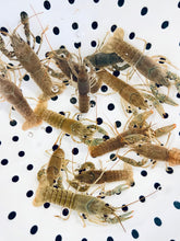 Load image into Gallery viewer, Toledo Goldfish Crayfish
