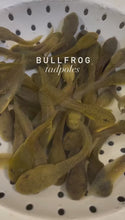 Load and play video in Gallery viewer, Toledo Goldfish | tadpoles to bullfrogs
