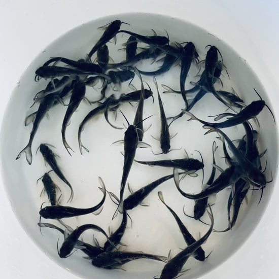 Toledo Goldfish catfish video