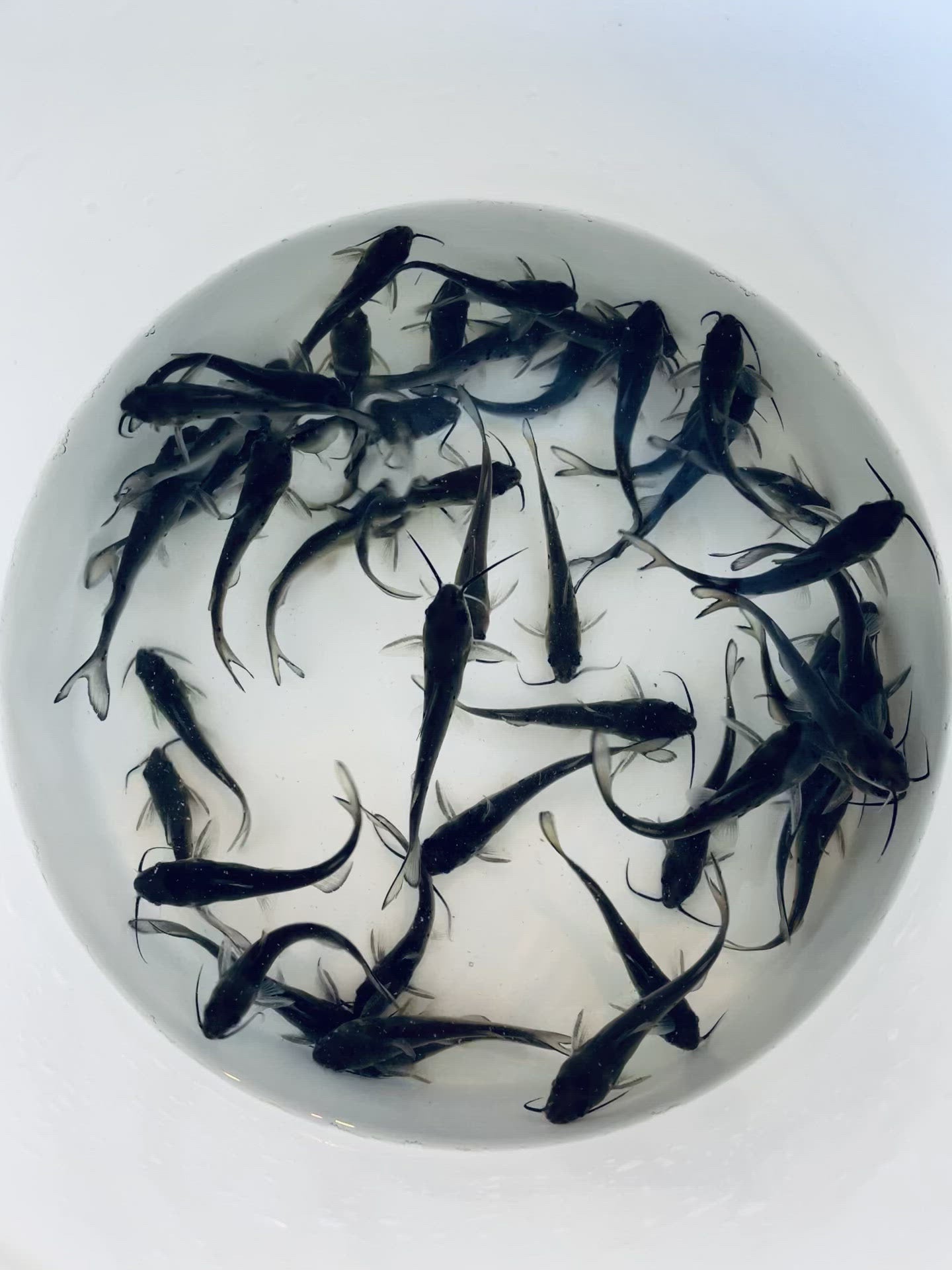 Toledo Goldfish catfish video