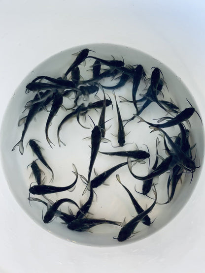 Toledo Goldfish catfish video