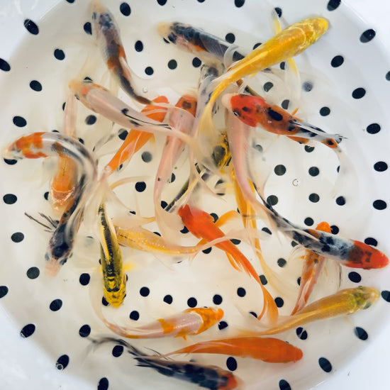 Toledo Goldfish butterfly koi