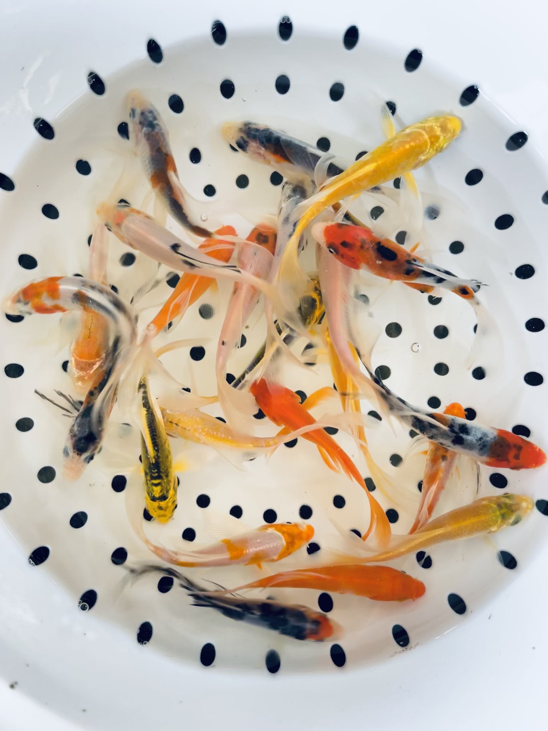 Toledo Goldfish butterfly koi