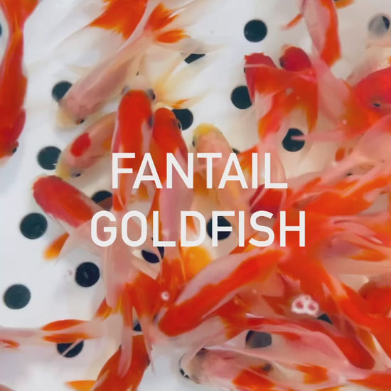TOLEDO GOLDFISH | Fantail Goldfish varieties video
