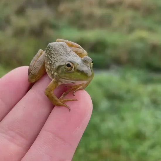 Live Bullfrog Tadpoles | Free Shipping | Live Arrival Guarantee
