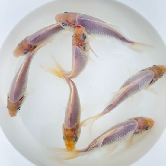 Toledo Goldfish White Common or Comet Goldfish