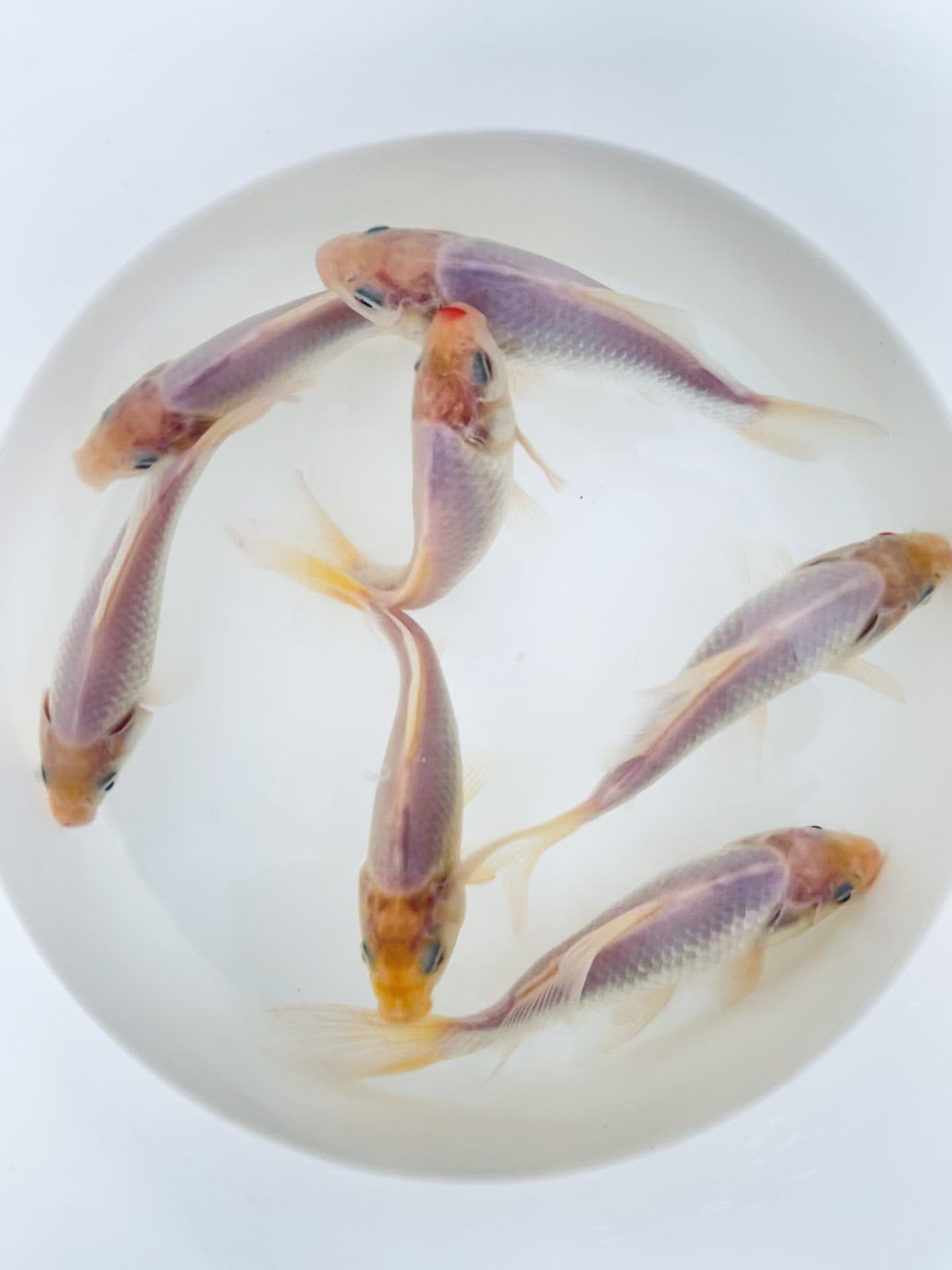 Toledo Goldfish White Common or Comet Goldfish