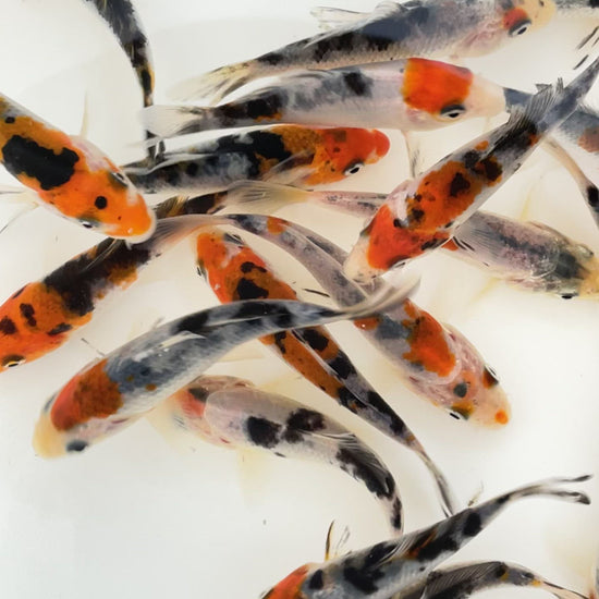 Toledo Goldfish tri-colored koi video