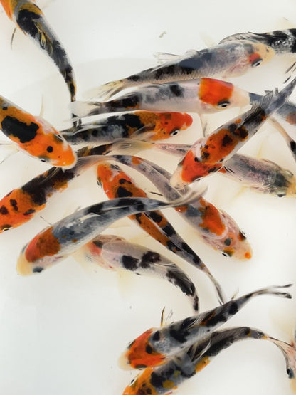 Toledo Goldfish tri-colored koi video