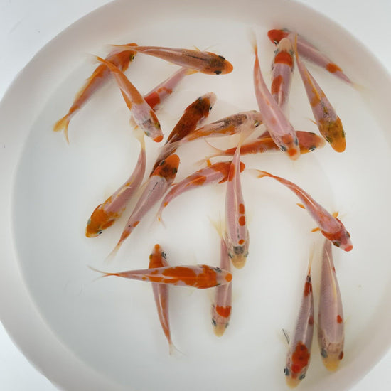 REd & white Koi Toledo Goldfish