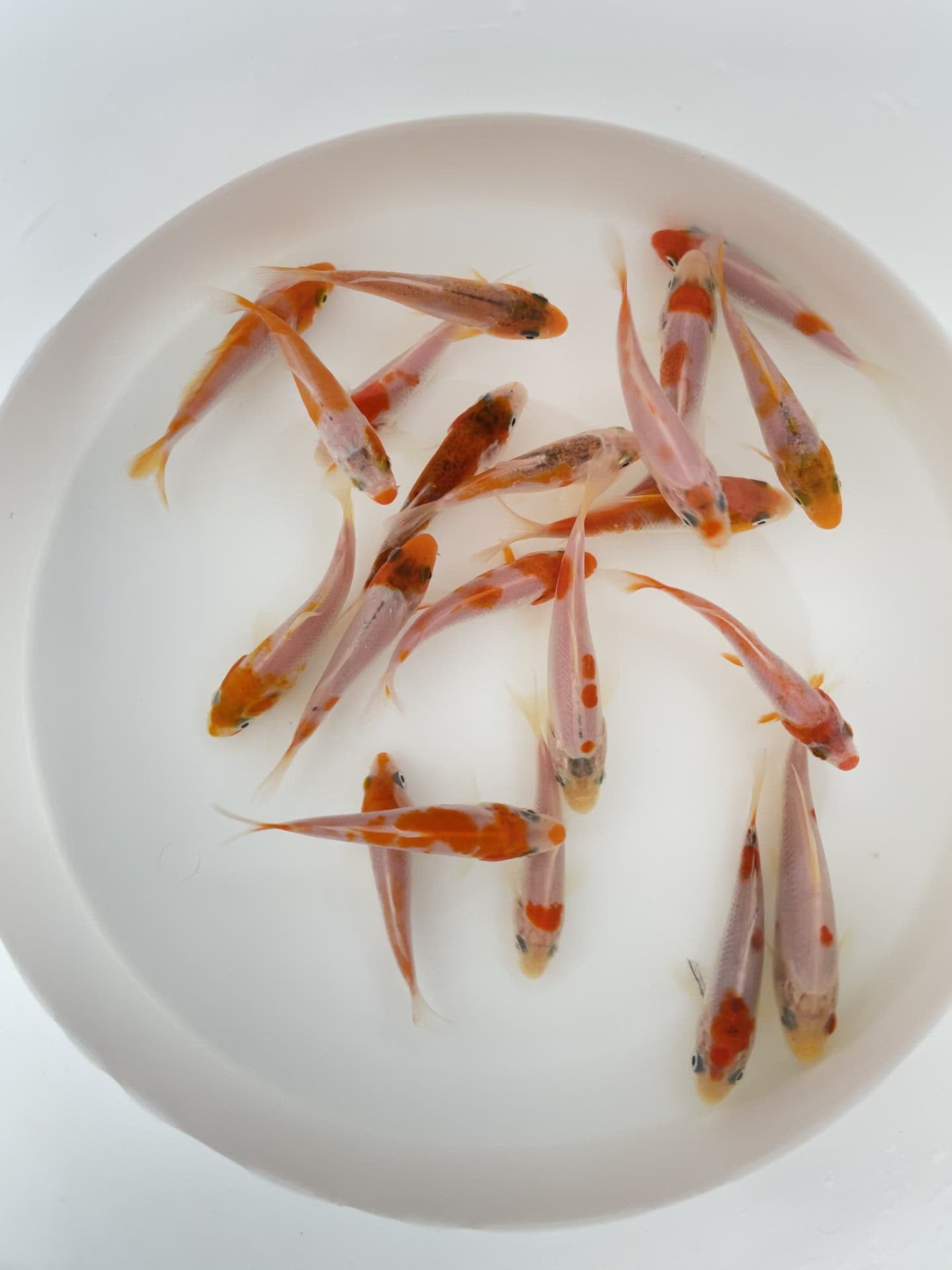 REd & white Koi Toledo Goldfish