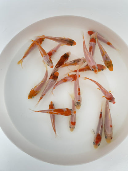 REd & white Koi Toledo Goldfish