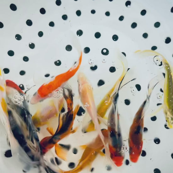 Toledo Goldfish Live Koi and Goldfish