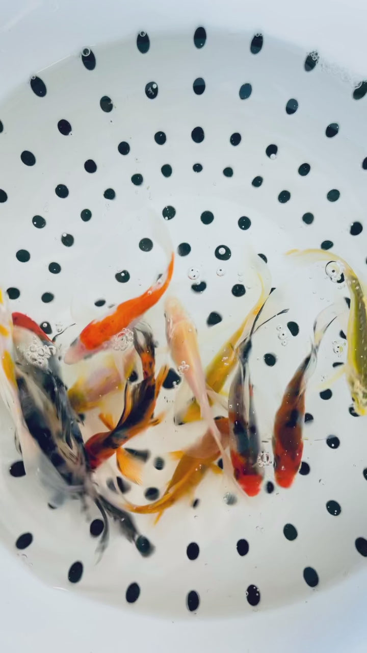 Toledo Goldfish Live Koi and Goldfish