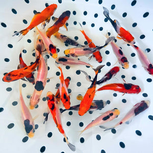 TOLEDO GOLDFISH | red and black common goldfish