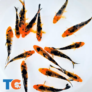 Toledo Goldfish red and black koi butterfly and standard fin koi