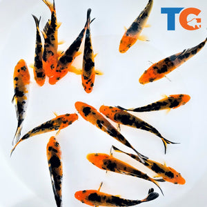 Toledo Goldfish  Red & Black Koi butterfly fin koi and standard fin koi